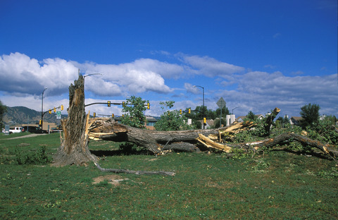 Windstorm Damage to Tree (DI01169)