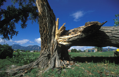 Windstorm Damage to Tree (DI01170)