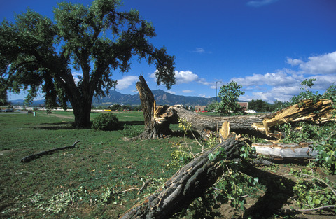 Windstorm Damage to Tree (DI01171)