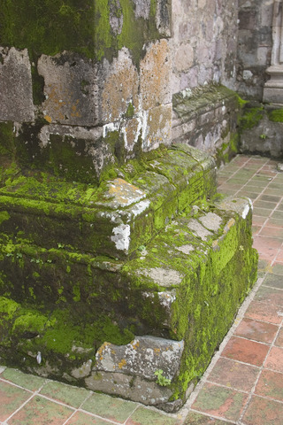 Acid Rain Damage (DI01205)