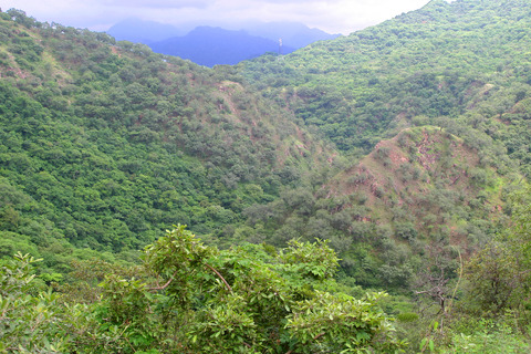 Forest in Mexico (DI01206)