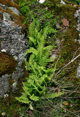 Ferns, Mexico (DI01226), Photo by David Gochis