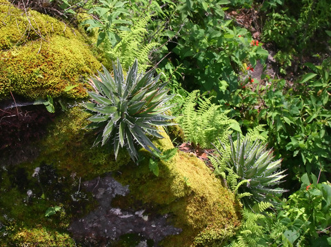 Yucca Plant, Mexico (DI01227), Photo by David Gochis