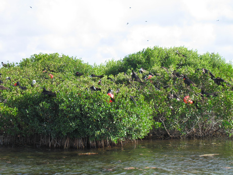 Frigate Bird Sanctuary at RICO (DI01279), Photo by Gordon Farguharson