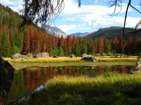 Beetle kill near Granby, CO, Photo by Carlye Calvin (DI01747)