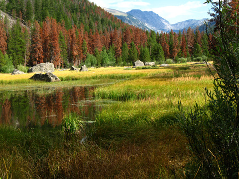 Beetle kill near Granby, CO, Photo by Carlye Calvin (DI01748)