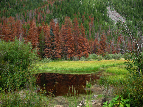 Beetle kill near Granby, CO, Photo by Carlye Calvin (DI01749)
