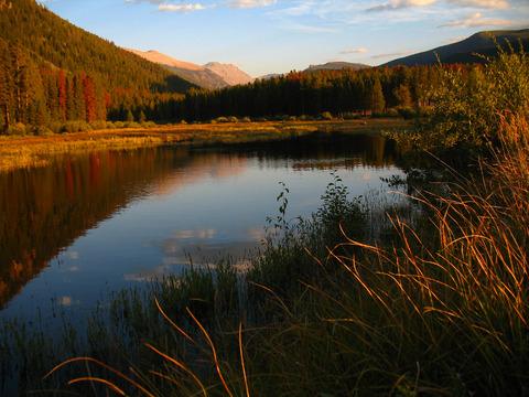 Colorado beetle kill,, Photo by Carlye Calvin (DI01762)